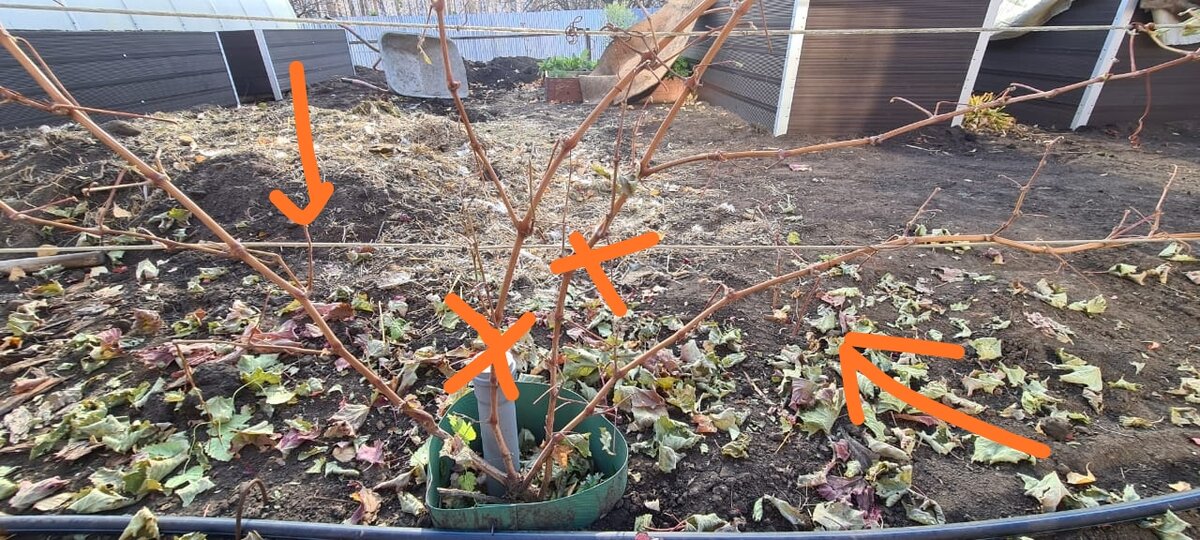 Укрытие винограда осенью в подмосковье. Укрытие винограда агроспаном. Подготовка лозы к зиме. Укрытие виноградной лозы на зиму. Виноград подготовка к зиме в средней полосе.