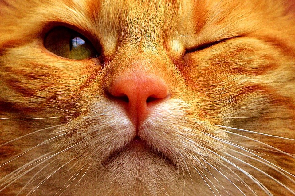Почему кошки редко моргают? | Про Кошек | Дзен