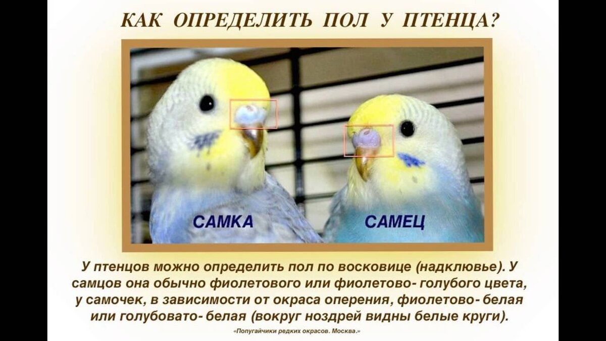 Взято: https://i.ytimg.com/vi/oQDcNp_XfR4/maxresdefault.jpg