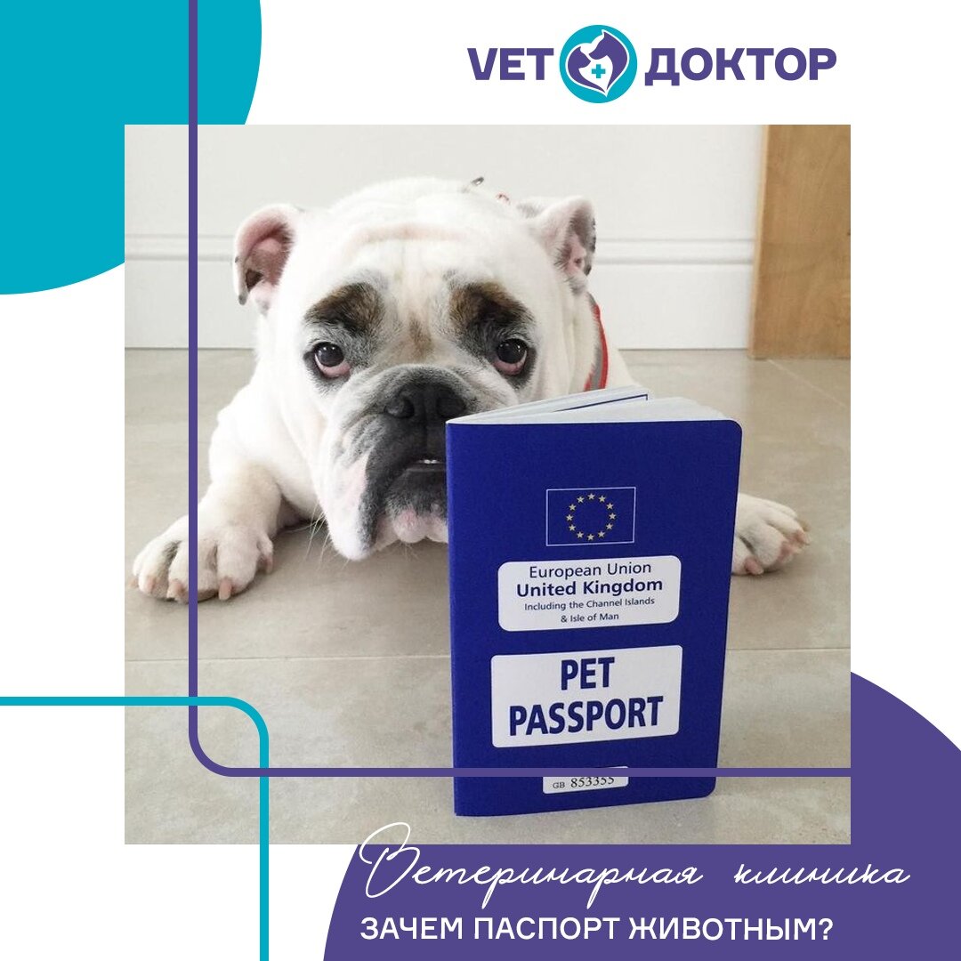 ❓Часто можно встретить вопрос " Для чего нужен ветеринарный паспорт и обязательно ли его заводить?" 
Сегодня мы расскажем все об этом маленьком, но важном документе.
⠀
❓ Ветпаспорт- это амбулаторная книжка вашего питомца.
Какие данные заносятся в ветпаспорт
⠀
⚫ ФИО, адрес и телефон владельца животного. Также указываются данные продавца-заводчика;
⚫ прививки от бешенства и вирусных инфекций с датой, названием и серийным номером вакцины;
⚫ обработки от блох, клещей и гельминтов с наклейками и датами;
⚫ хирургические вмешательства (в том числе кастрация и стерилизация);
⚫ репродуктивные особенности для самок (даты течки, вязки и родов, количество рождённых котят);
⚫ особые отметки, где указывают нюансы окраса или строения туловища (например, искривление или купирование хвоста, отсутствующее ухо или пятно на лапе);
⚫ данные о проведении чипирования (обязательно указывают дату процедуры и часть тела, где находится клеймо).
⠀
❓Когда и зачем может потребоваться ветпаспорт
⠀
◾Для самостоятельного отслеживания жизненного пути питомца.Благодаря ветпаспорту вы не забудете о сроках обработки и найдете уже подошедший или необходимый препарат.
⠀
◾ При несчастных случаях. Если собака\кошка укусила кого либо— потребуется ветпаспорт для подтверждения вакцинации от бешенства. В противном случае укушенному придется делать серию экстренных прививок.
⠀
◾ При путешествиях. Без ветпаспорта с данными о вакцинациях животное не покинет территорию города и страны. Кроме того, форму №1, без которой выезд невозможен, также не выдают без ветпаспорта.
⠀
◾ Для участия в выставках, при продаже или случке. Паспорт наряду с метрикой и родословной подтвердит происхождение животного и его ценность, а также удостоверит проведенные процедуры.
⠀
♥ Паспорта можно приобрести в зоомагазинах и ветеринарных клиниках. Если вы ответственный хозяин и ведете паспорт питомца.📞+7 (992) 352-88-33 📞 54-21-33
🏠 г. Нижневартовск, ул. Мира 60, корпус А
⏰ Пн-Пт с 10:00 до 19:00, Сб-Вс с 10:00 до 17:00