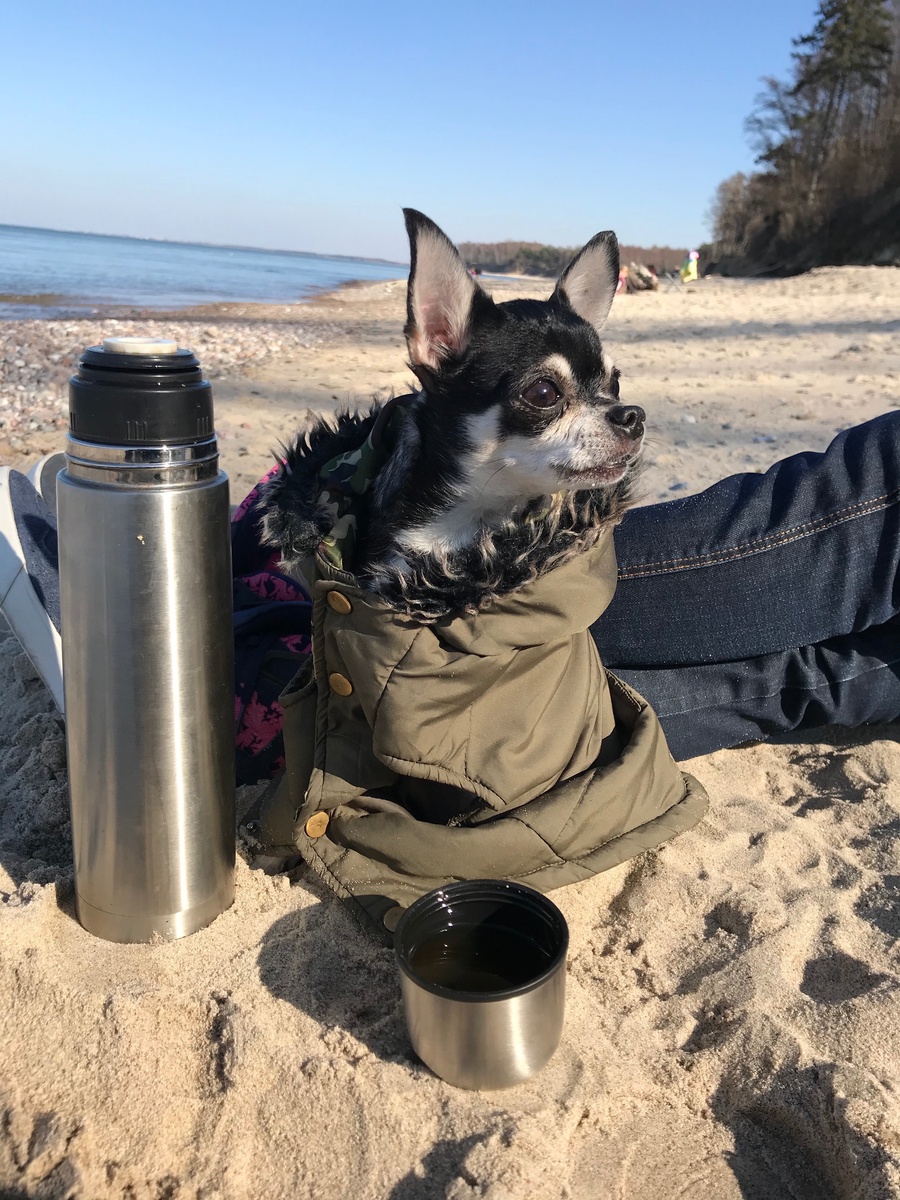 Собака -пограничник