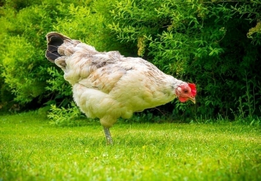 Курица издаёт 13 разных звуков