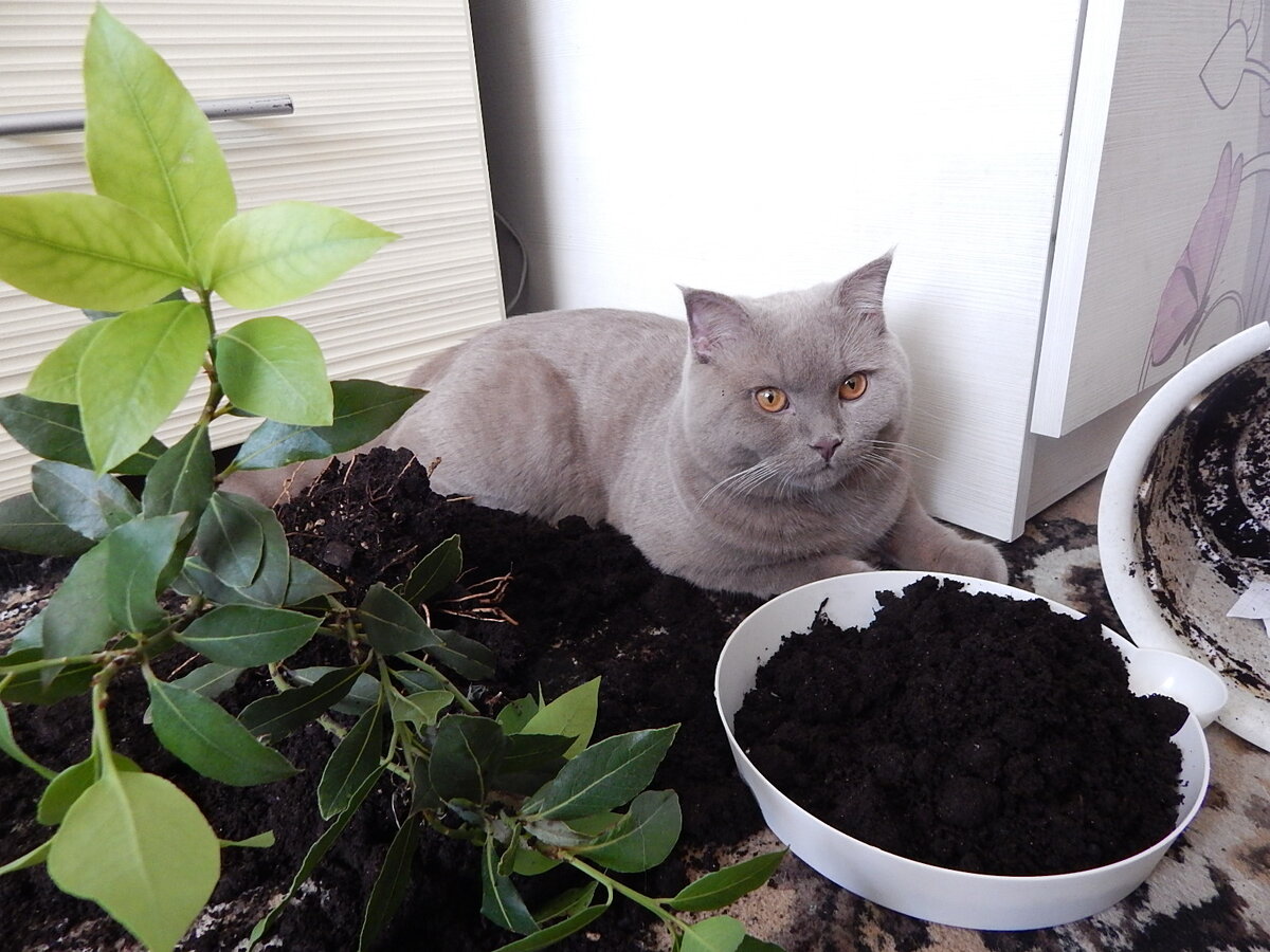 Купила лимон! Мало того, что он сам упал, так ещё и кота уронил!