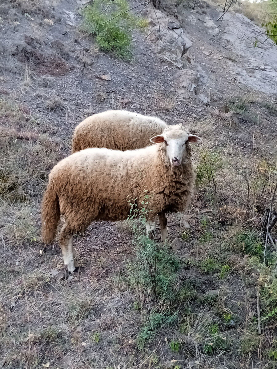 Одна голова хорошо, когда за ней ходит одно тело. Два зомби в одной голове на двоих - прямой путь к её расщеплению. 