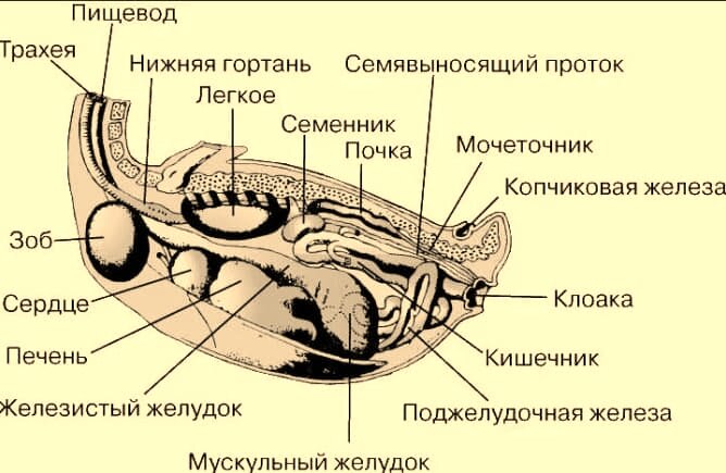 Определяем степени прожарки стейка