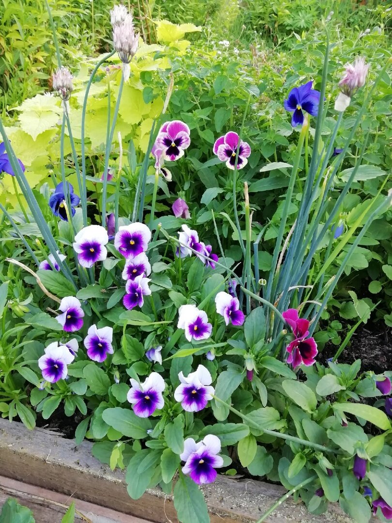 анютины глазки из семян (фото моё)