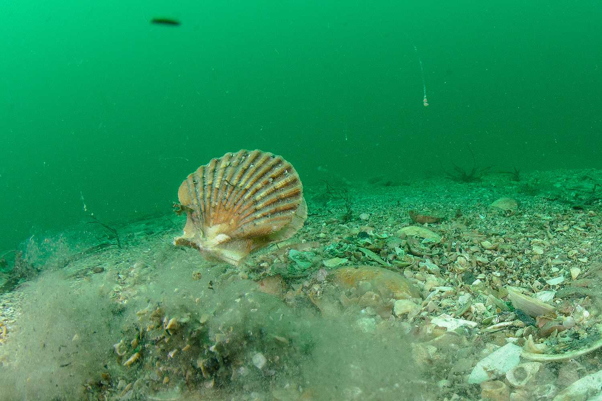 Гребешки в море