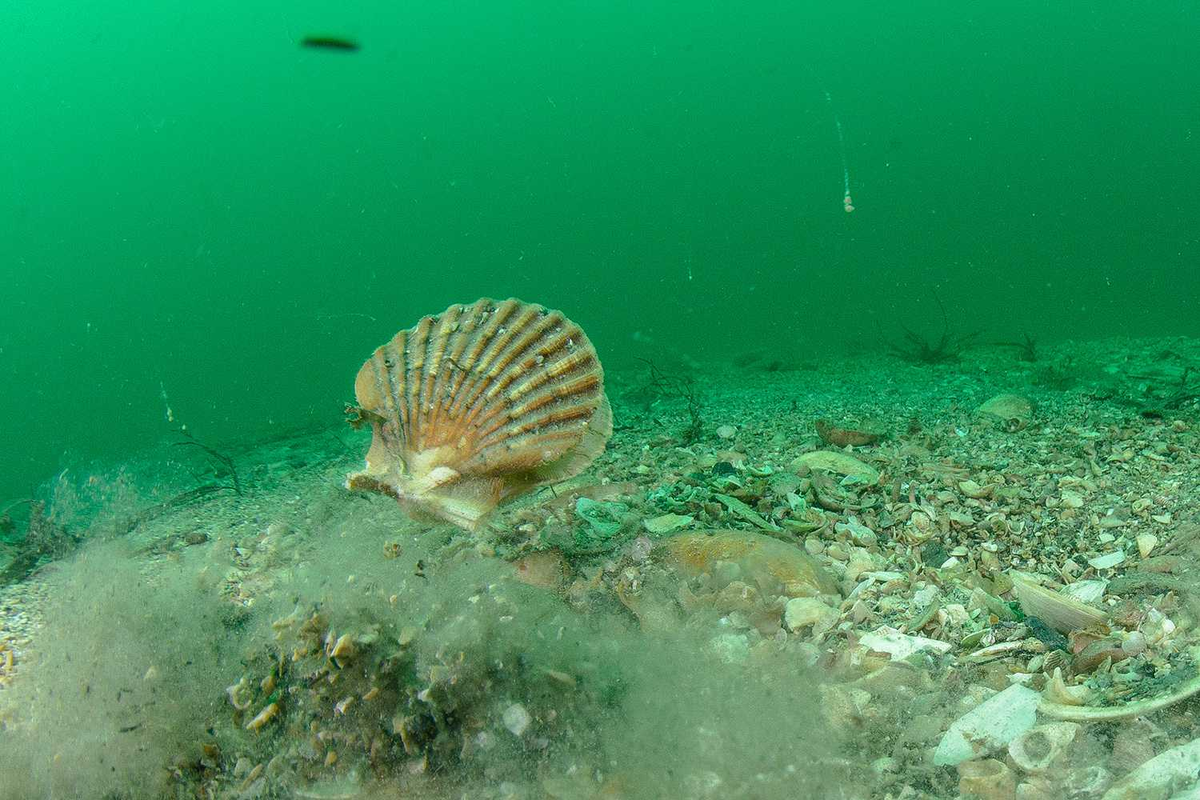 Морской гребешок черноморский фото