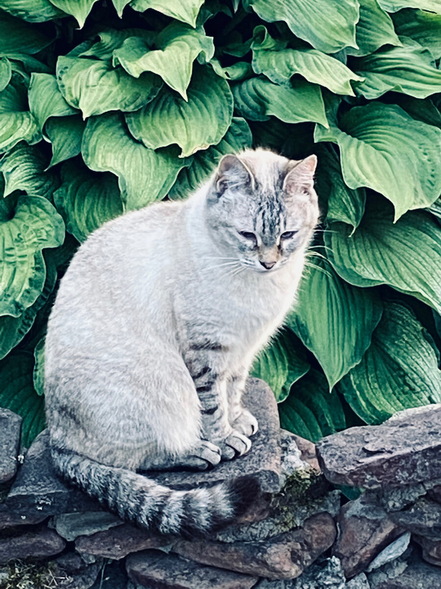 Плюша немного округлилась с прошлого лета. Везде фото автора.