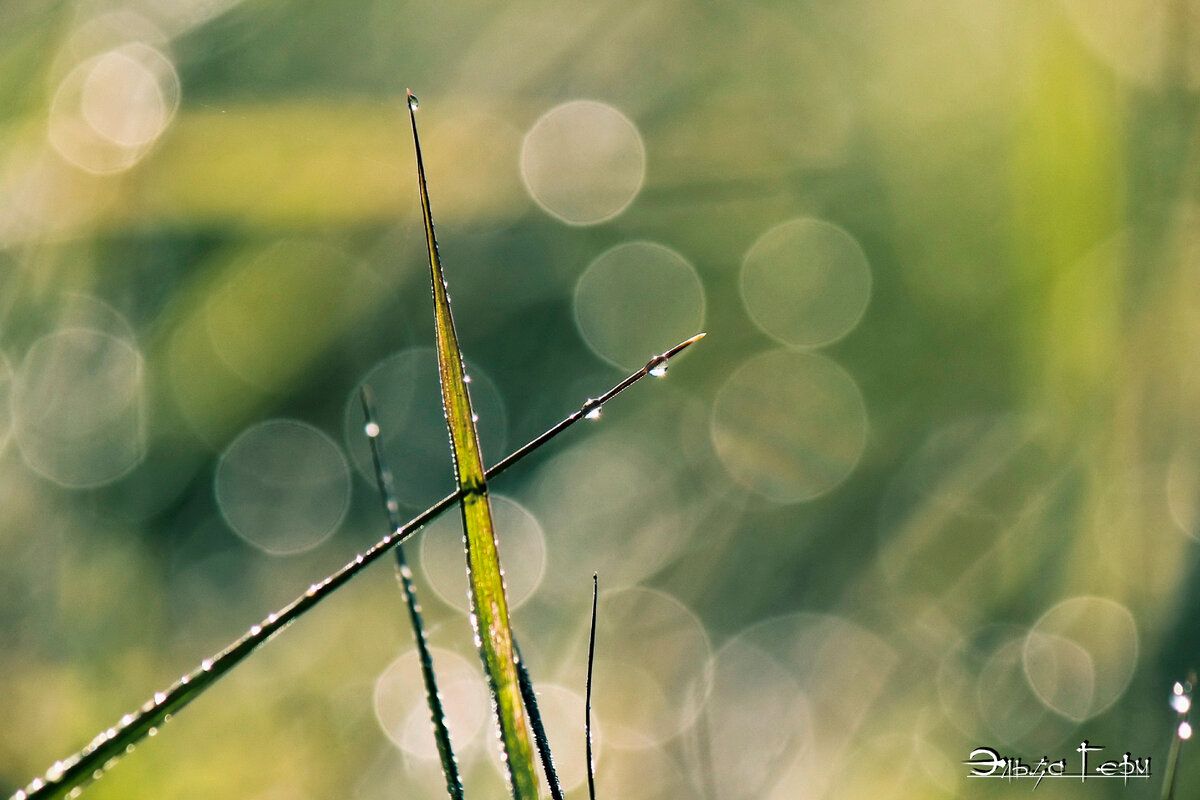 Автор Фото - Эльза Герм