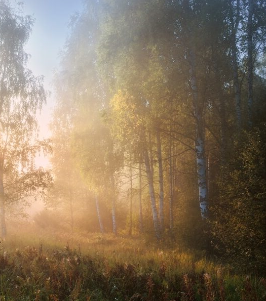 Изображение из интернета.