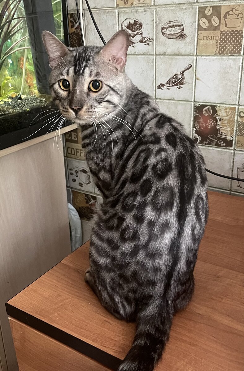 Царь по кличке Мальчик