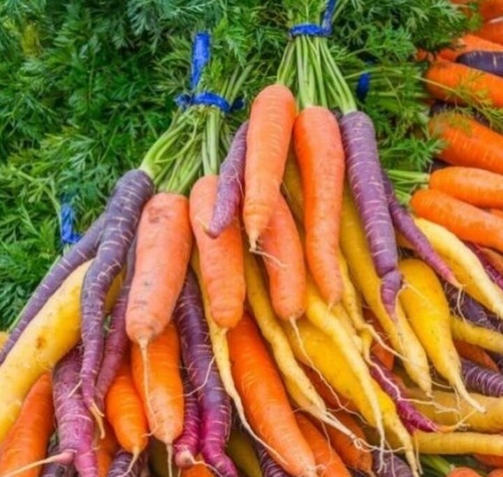 Какого цвета бывает морковь и как окраска влияет на свойства