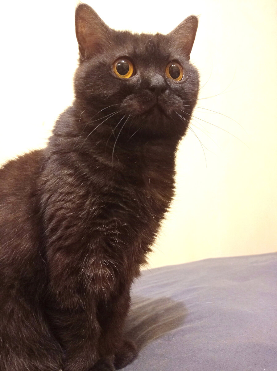 Ну как же можно быть такой Кошкиньей, загадка, нежность, грация и спесь... 