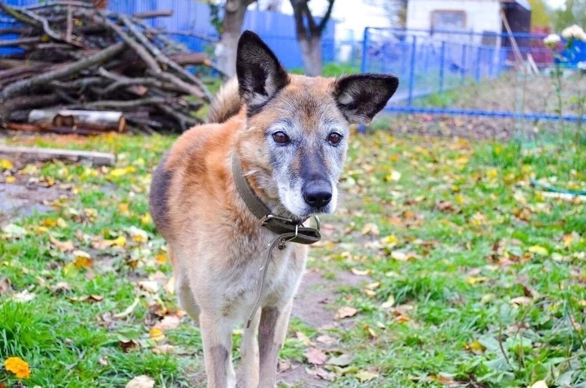 #муром #собака #нужендом #помощьбездомнымживотным #помощьживотным #добрыедела #добрыепоступки 