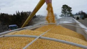    Фото: agrotorg.net Диана Аванесян