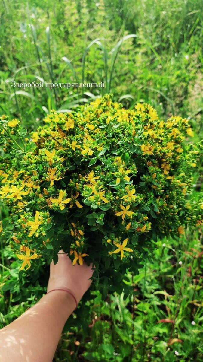 Зверобой продырявленный 
