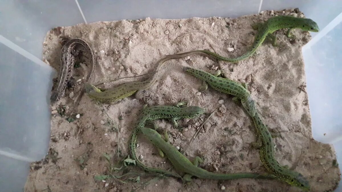 Неприемлемое содержание прыткой ящерицы 