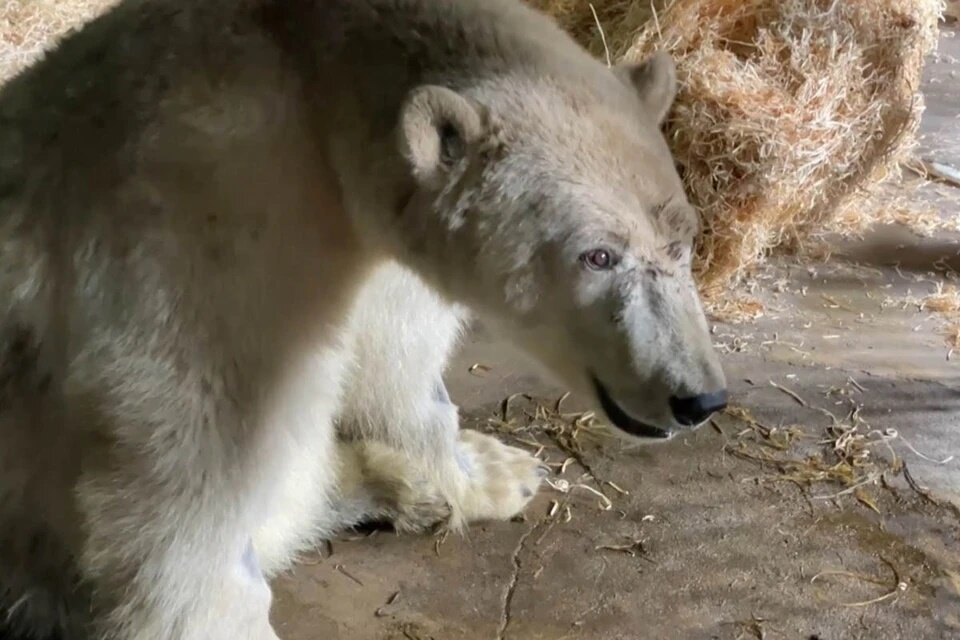 Медведь Диксон 