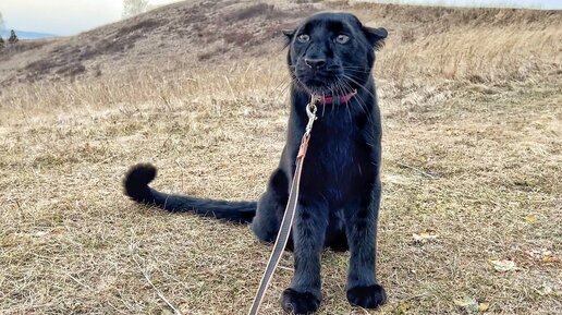 Балуемся с пантерой Луной на прогулке🐆 / Почему у Вики одноразовая одежда🤣