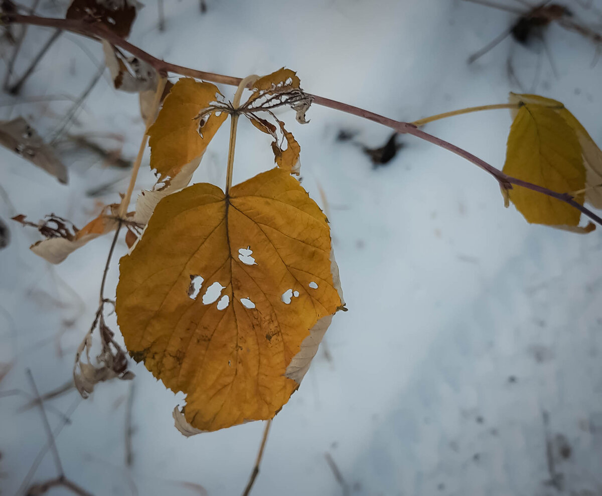 Зима близко