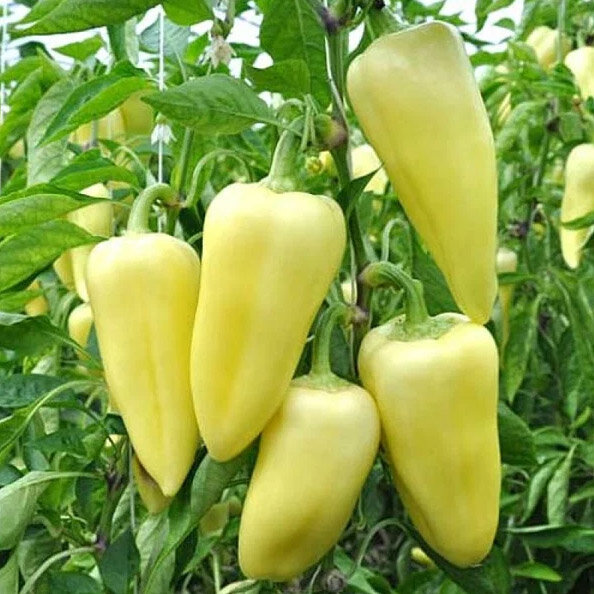 Супер ранний Аккорд F1