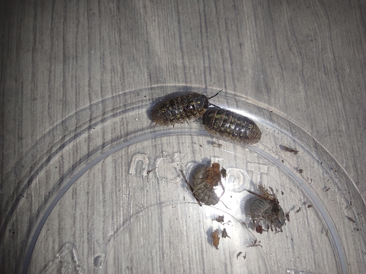 Часть из пойманных мокричек Armadillidium versicolor