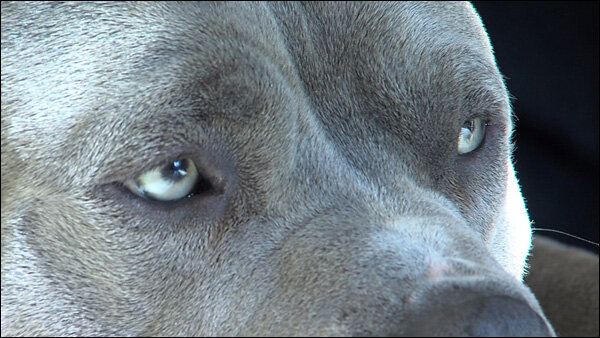 Классификация видов лимфосарком