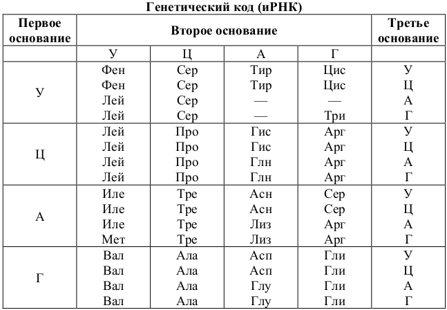 Структура тРНК, определение, функции, типы