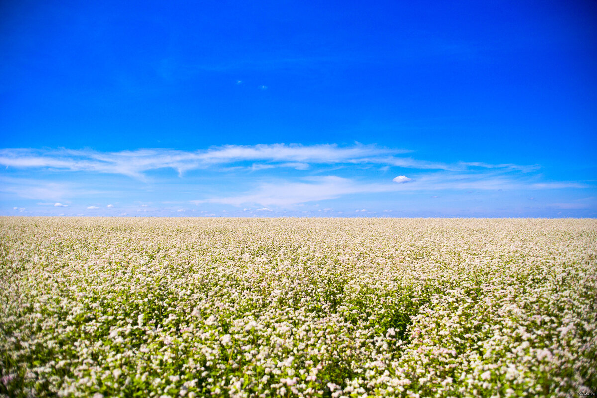 Красивое и ароматное цветение поля гречихи