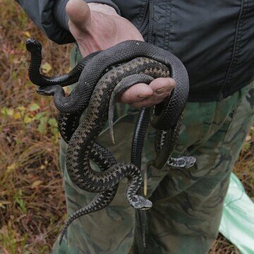 Держать змею в руках. Защита палатки от змей. Змееед средство от змей. Средства защиты от укуса змеи.
