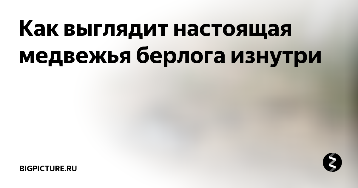 Как выглядит настоящая медвежья берлога изнутри | BigPIKCHA.ru | Дзен