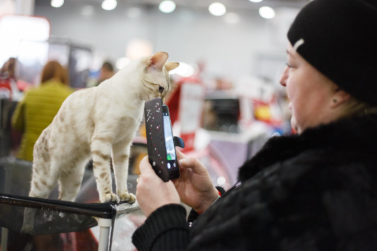 В «Крокус Экспо» состоялась международная выставка кошек «Гран-При Royal  Canin 2017» | Русский блоггер | Дзен