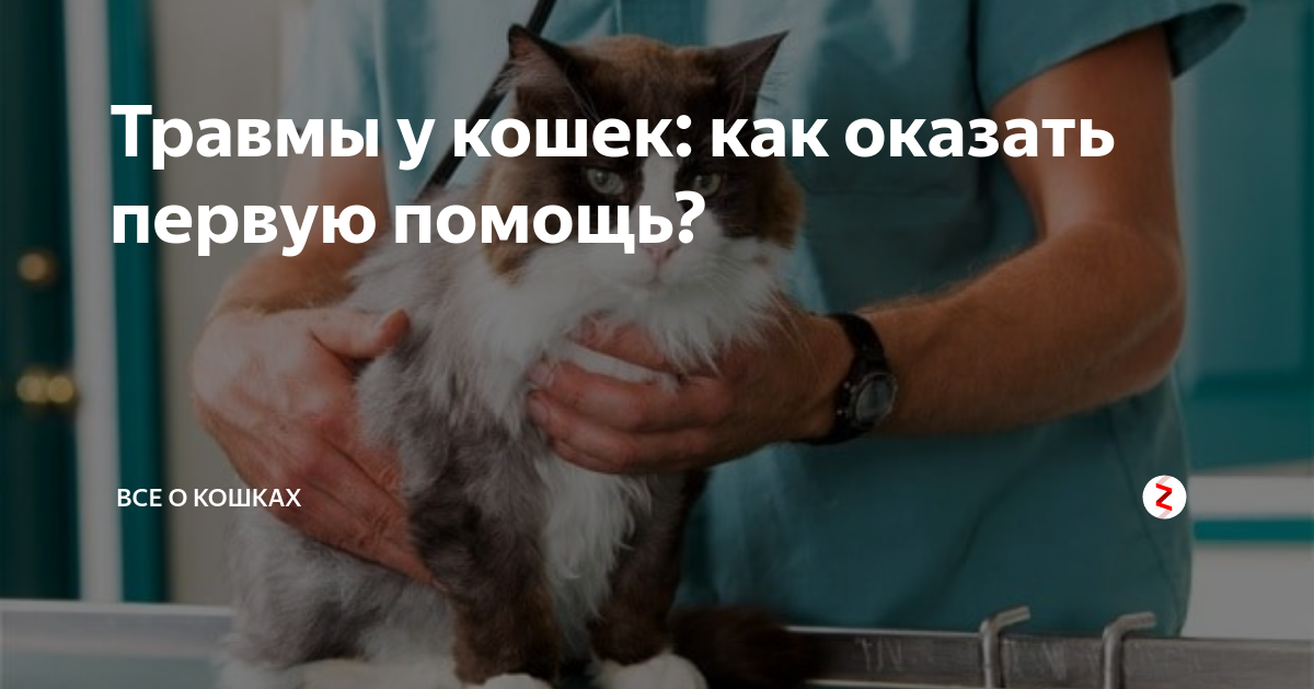 Ушибы у кошек, котов и котят – степени и прогноз на выздоровление