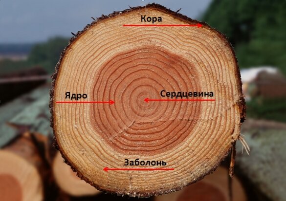 Выбор древесины: особенности разных пород