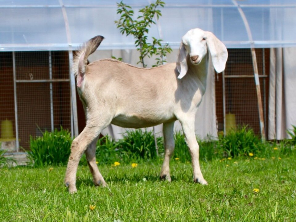 Козы нубийские фото цена описание. Нубийские козы. Коза нубийской породы. Коза вислоухая нубийская. Заано-нубийские козы.