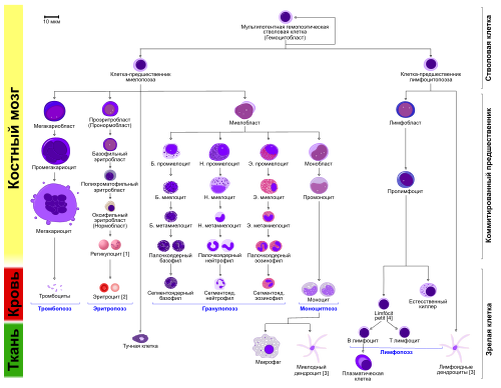 Источник: https://ru.wikipedia.org/wiki/%D0%93%D0%B5%D0%BC%D0%BE%D0%BF%D0%BE%D1%8D%D0%B7