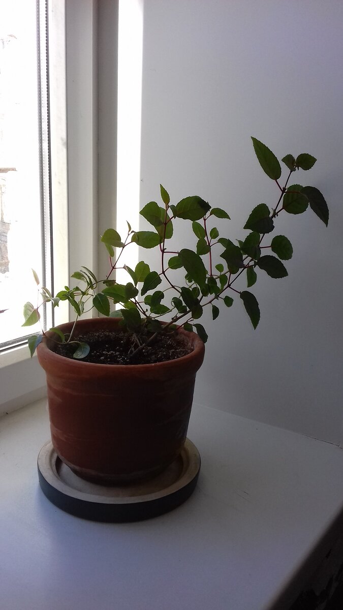 Вот так живется фуксии "Доллар Принцесс" на окошке в подъезде