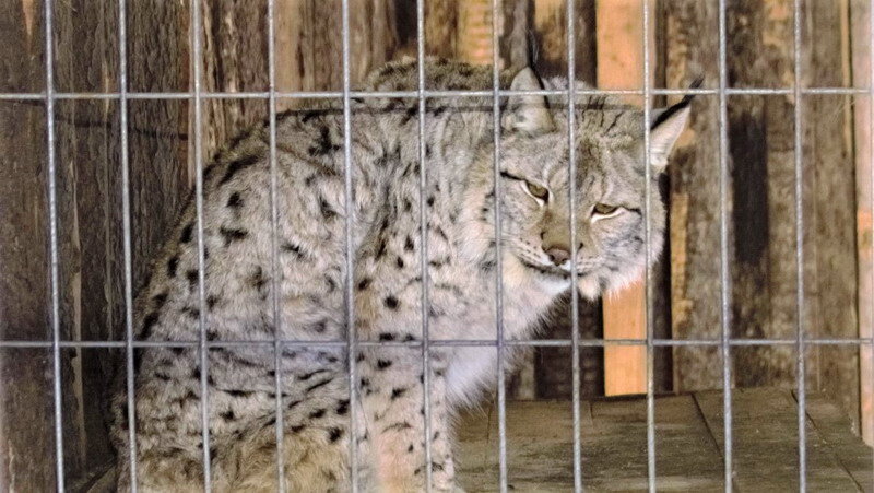   фото: Ольга Походня/Zelenograd.ru 