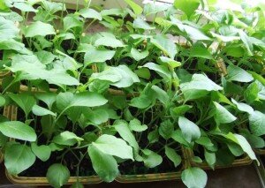 После семена необходимо распределить по стаканчикам по две или три штучки в каждый из них. В состав грунта для рассады должен входить песок, торф, перегной и компост. Можно самостоятельно смешать все это или же приобрести готовый грунт для рассады. Главное, чтобы почва для рассады баклажанов была достаточно рыхлой и легкой. Что касается сосудов для рассады, то торфяные горшочки подойдут лучше всего. Семена, перед тем как посадить для рассады, нужно замочить в воде в течение суток. А затем семена выкладывают на мокрую марлю, оборачивают несколько слоев и оставляют в теплом помещении на пару недель. Если за это время 50% из семян проросло, то можно рассчитывать на хороший урожай.