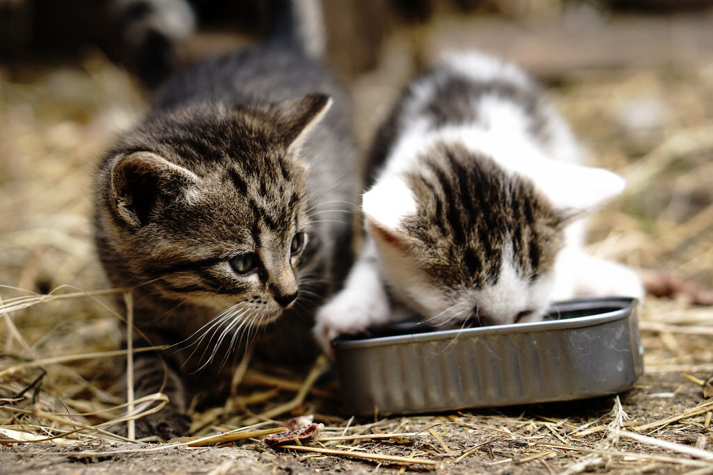 Сколько дней кошка может прожить без еды. About Cats. Сори кошка. Los gatitis. Animals and their food.