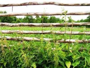 Этот метод не поможет навсегда избавиться от проблемы, но хорош во временном применении и считается вполне безвредным. Раствор калийной соли (допустимо 30%) удобно применять в парниках и теплицах, где прополка считается весьма проблематичным процессом.