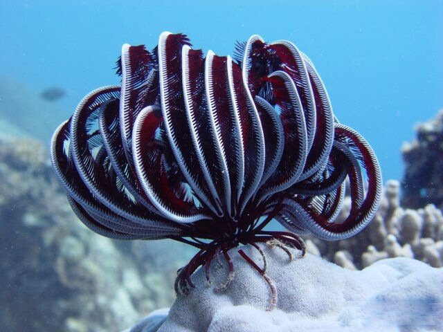 Морские лилии — одни из самых красивых представителей океанической фауны. Эти яркие создания напоминают ожившие коралловые грозди, хотя на самом деле являются хищниками и не прочь перекусить планктоном и мелкими рачками. 
Давным-давно моря изобиловали родственниками морских звезд и морских ежей — морскими лилиями.

Свое романтическое название эти существа получили за сходство с цветами, но на самом деле морские лилии не имеют никакого отношения к растениям. Морские лилии (или Crinoidea) — класс иглокожих животных, родственный морским ежам и морским звездам. Как и все иглокожие, морские лилии имеют пятилучевую симметрию тела, более характерную для растений (обычно животные отличаются двусторонней симметрией).

Морские лилии можно встретить в любом океане и на любой глубине. Известны виды, живущие на глубине 10 000 м. Большая часть видов (70%) обитает на небольшой глубине до 200 м. Особенно много лилий в теплых широтах на коралловых рифах.