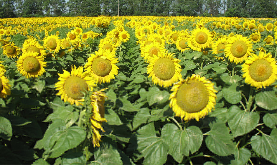 Подсолнечник однолетний - от боли в сердце. Hack Garden.