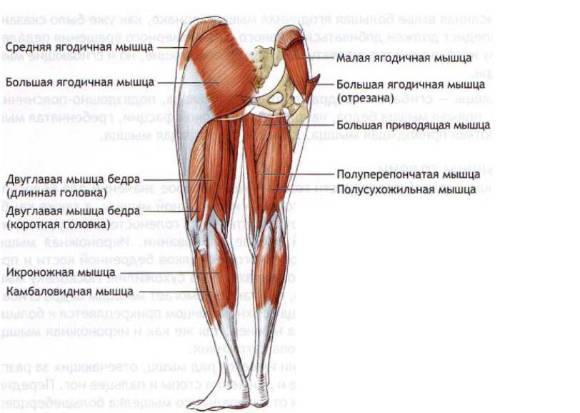 Большая попа