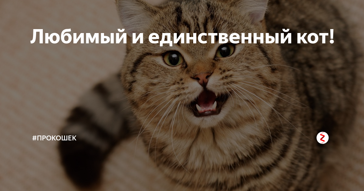 Я И единственный кот. Кот единственный кто. Ты мой единственный кот. Мой единственный кот обои.