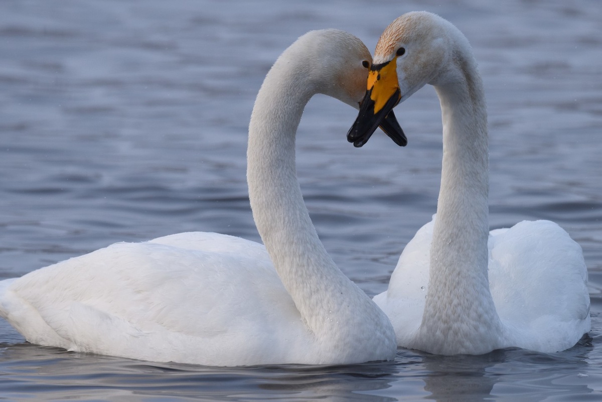 Фото: © РИА Новости/Владимир Вяткин