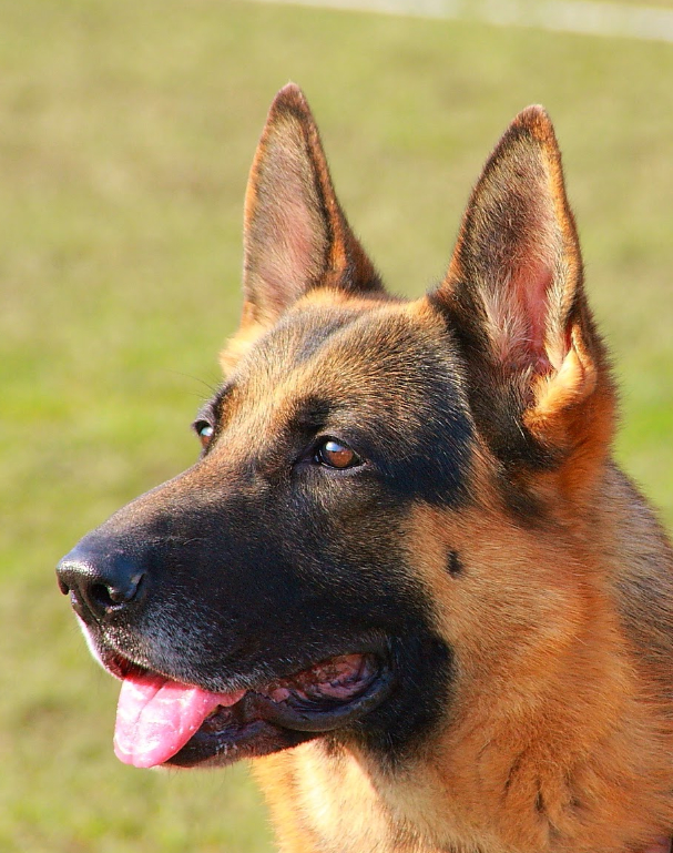 Фотография взята из открытого источника при использовании ресурса google.com