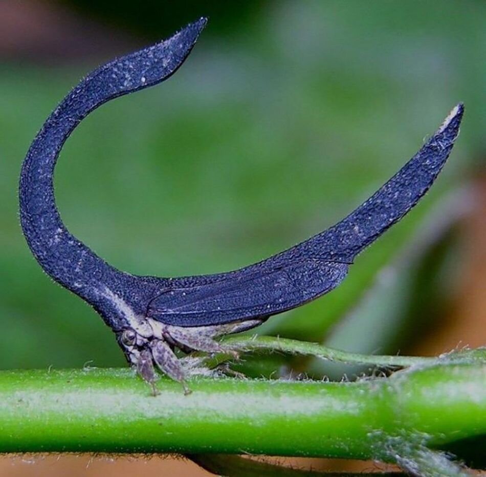 Я буду подковой, и тогда хищники меня не съедят...наверное
