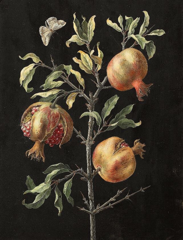 Барбара Регина Дицш (1716 - 1783) Гранат. Barbara Regina Dietzsch (1716-1783) Pomegranate